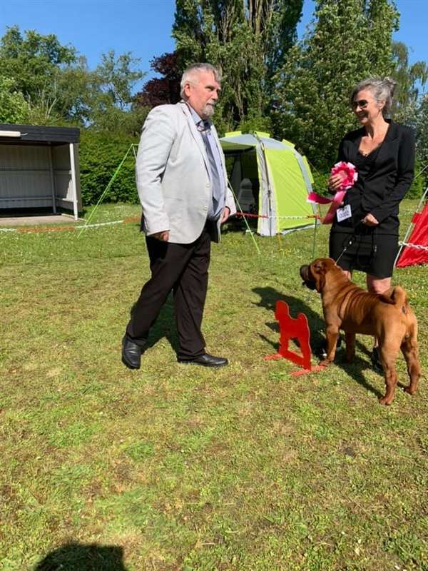 shar pei dag 2021