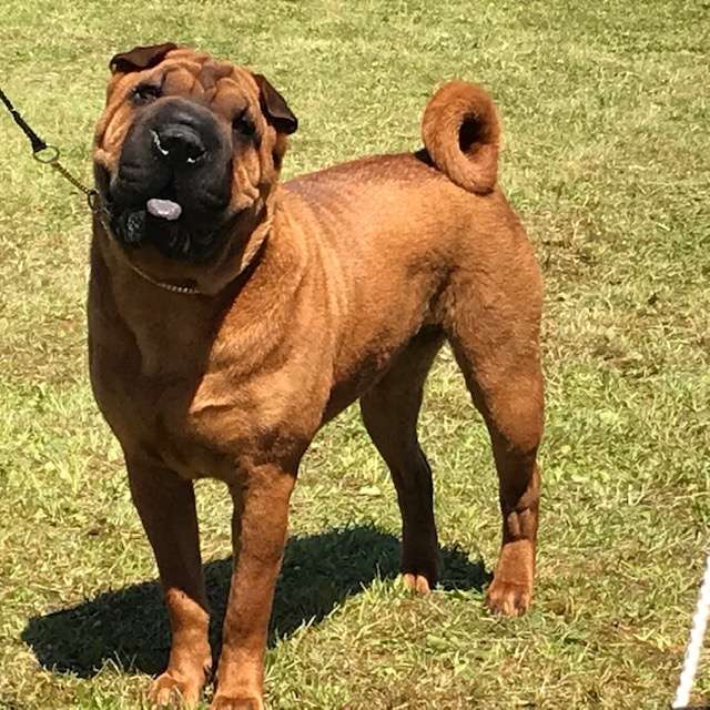 shar pei dag 2021