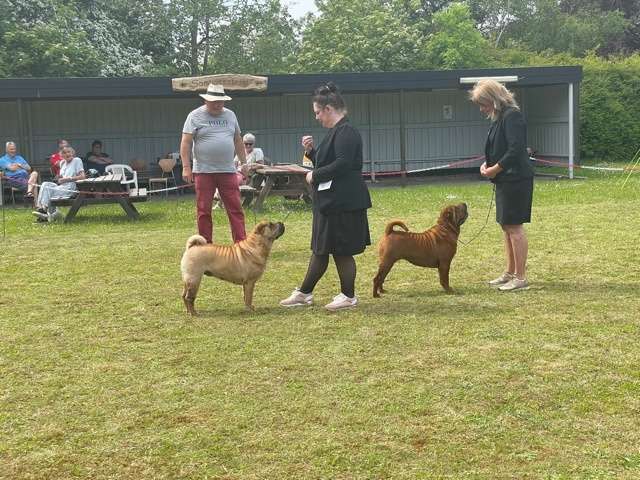 shar pei dag 2021