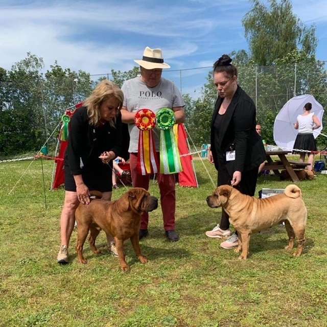 shar pei dag 2021