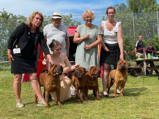 shar pei dag 2021