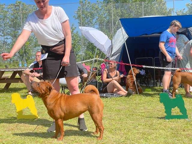 shar pei dag 2021