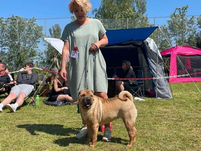shar pei dag 2021