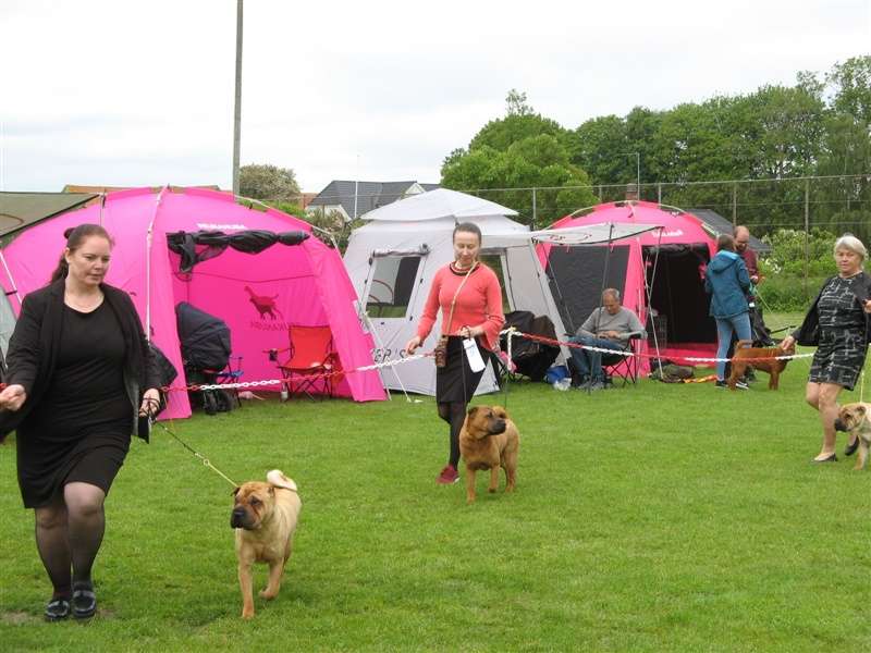 sharpei dag 2019