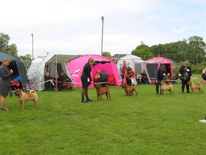 sharpei dag 2019