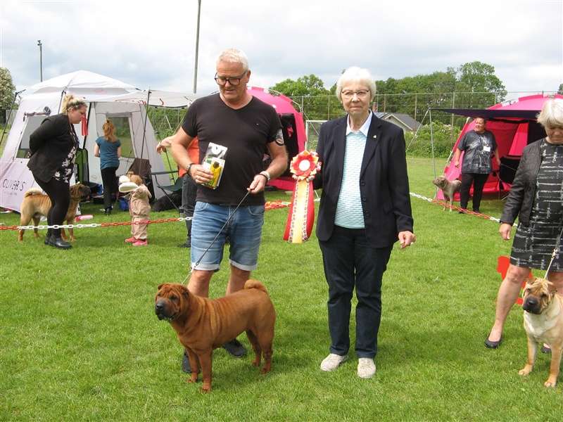 sharpei dag 2019