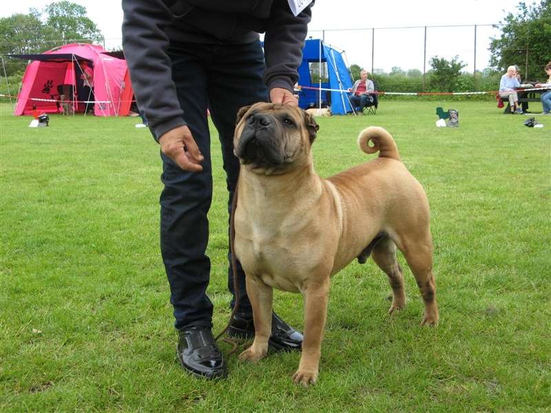 sharpei dag 2019