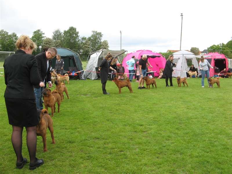 sharpei dag 2019