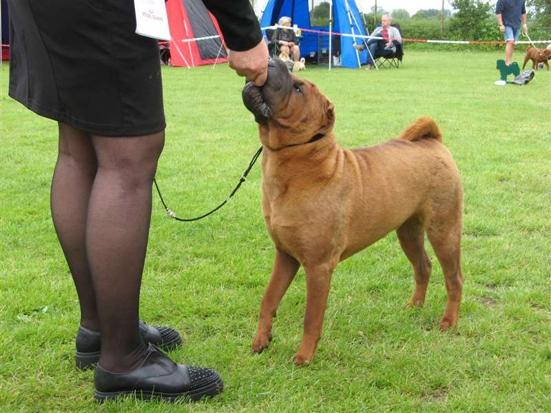 sharpei dag 2019