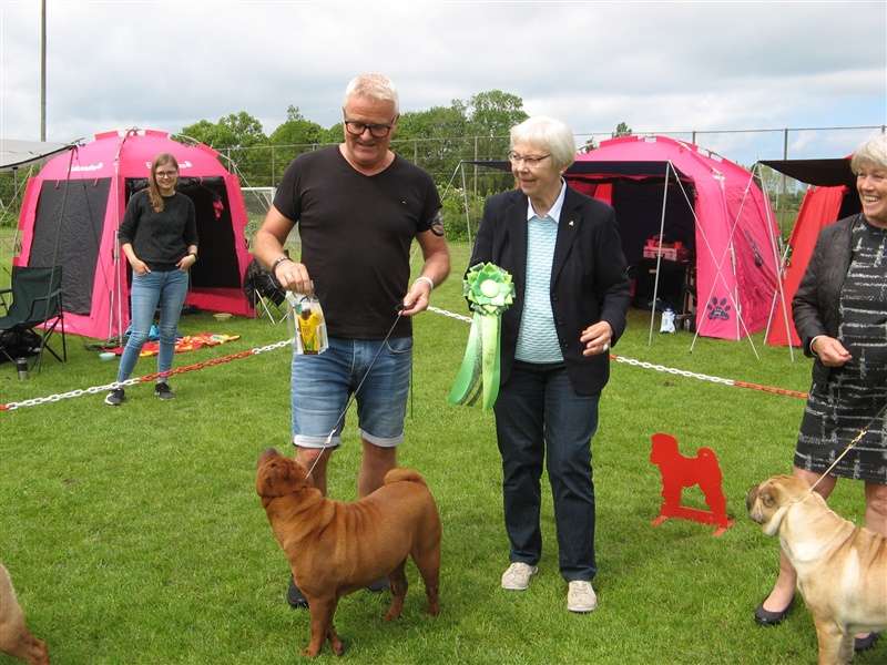 sharpei dag 2019