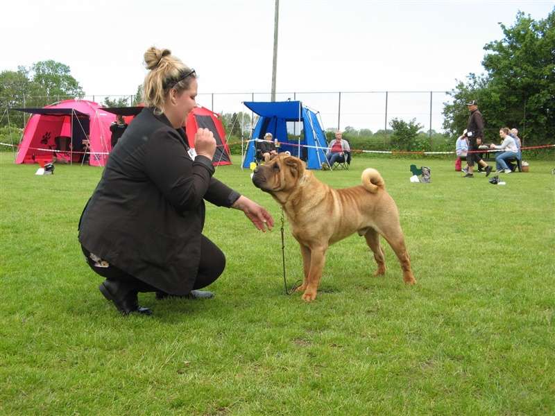 sharpei dag 2019