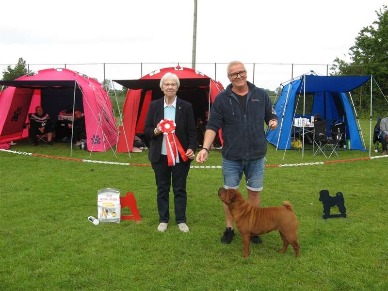 sharpei dag 2019