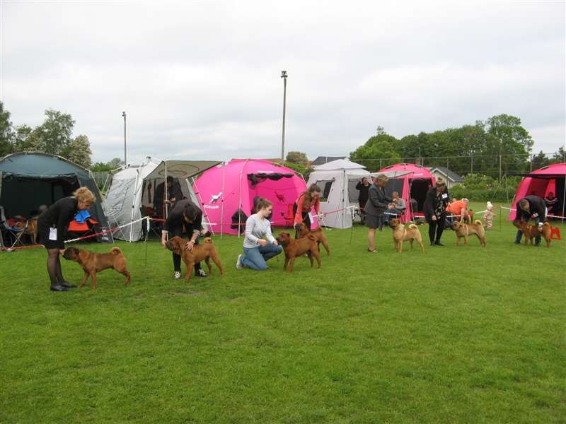 sharpei dag 2019