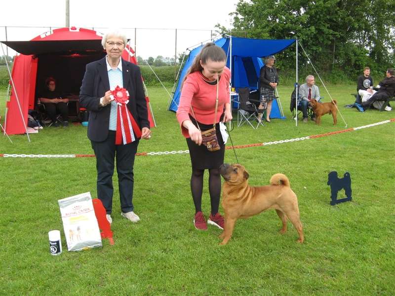 sharpei dag 2019