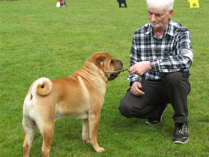 sharpei dag 2019