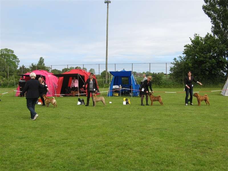 sharpei dag 2019