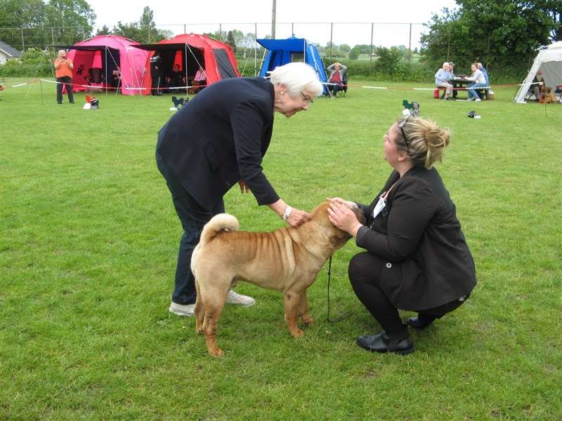 sharpei dag 2019