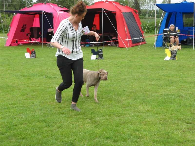 sharpei dag 2019