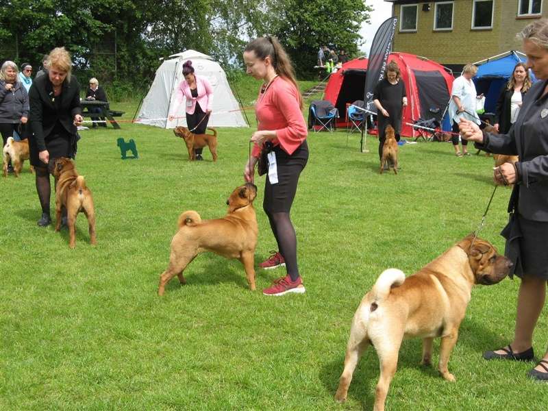 sharpei dag 2019