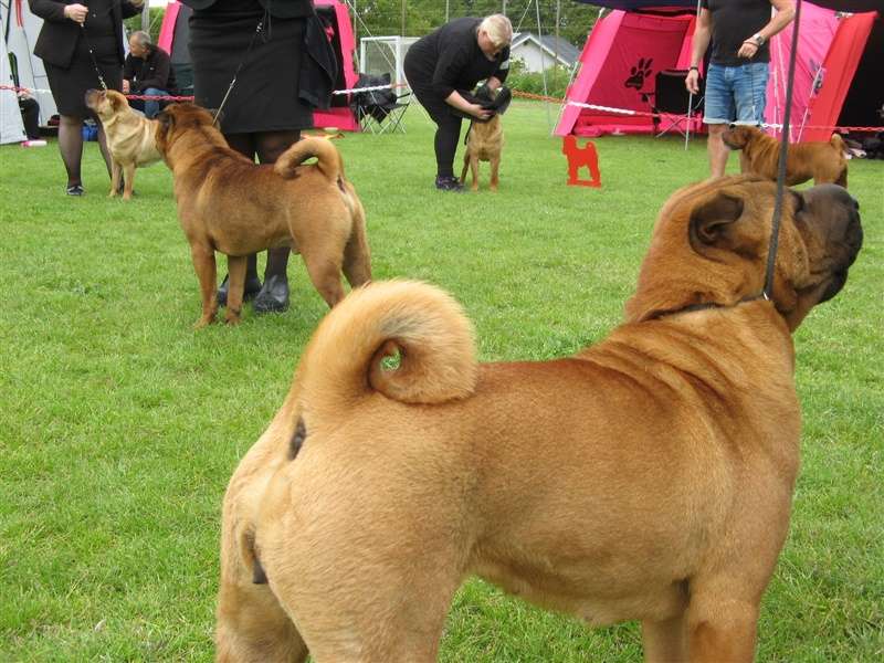 sharpei dag 2019