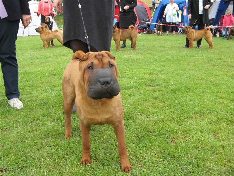 sharpei dag 2019
