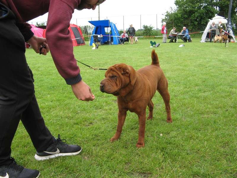 sharpei dag 2019