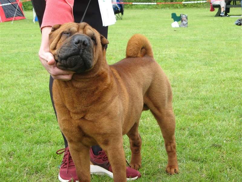 sharpei dag 2019