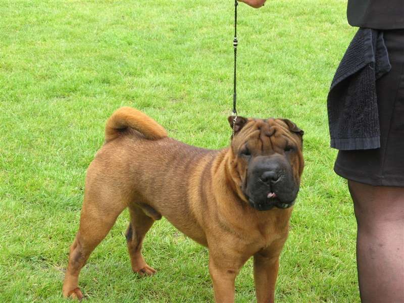 sharpei dag 2019