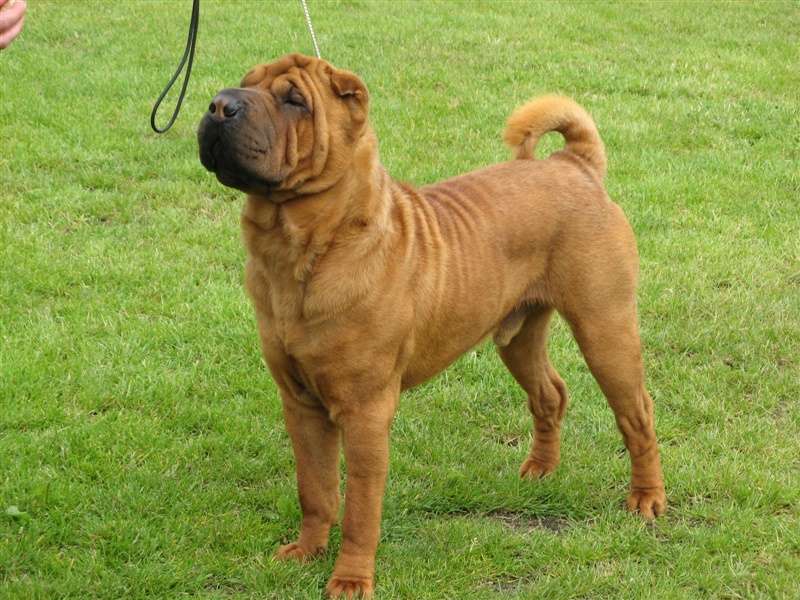 sharpei dag 2019