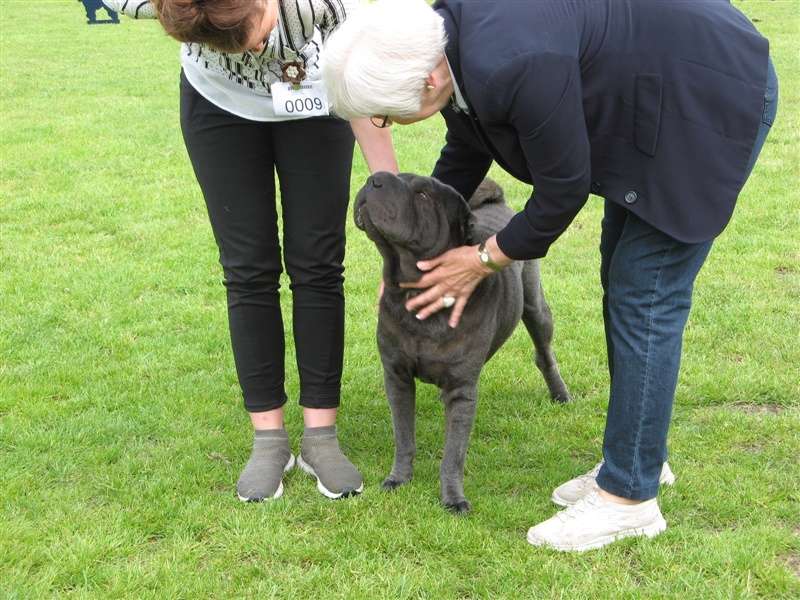 sharpei dag 2019