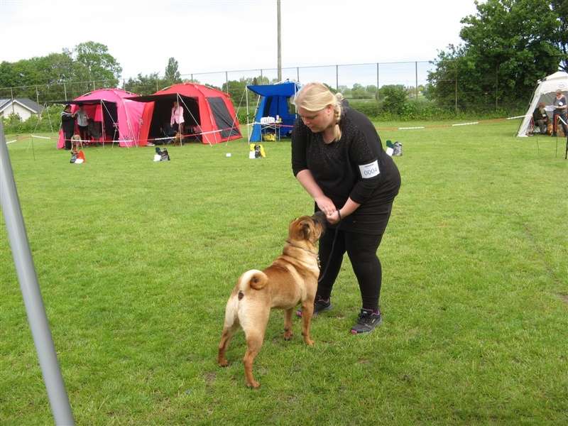 sharpei dag 2019