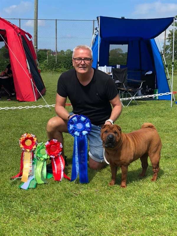 sharpei dag 2019