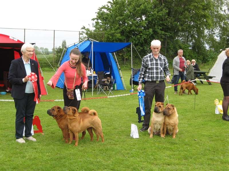 sharpei dag 2019