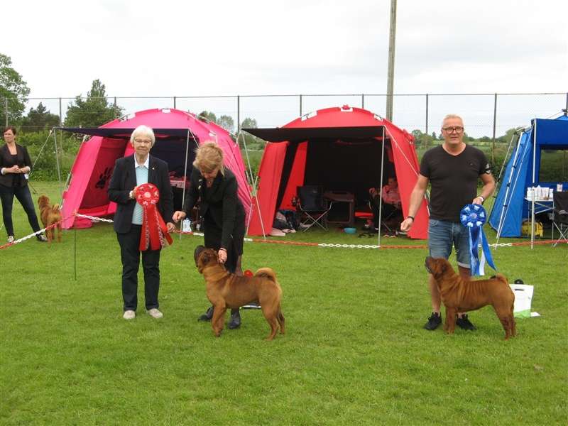 sharpei dag 2019