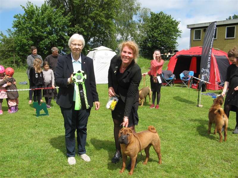 sharpei dag 2019