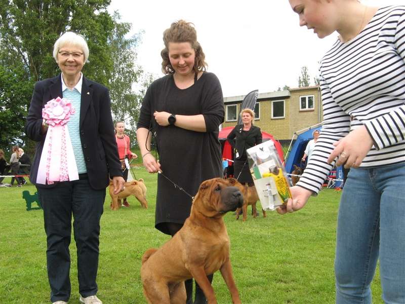 sharpei dag 2019