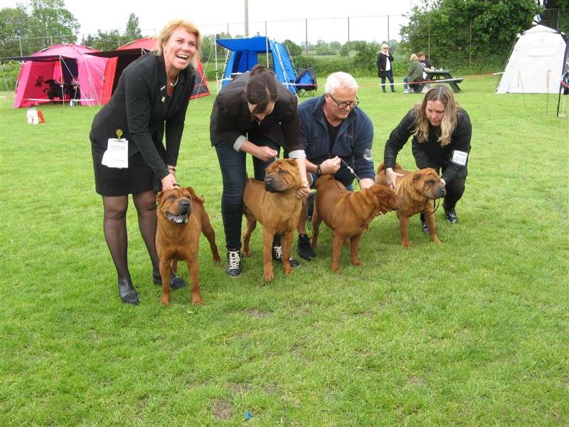 sharpei dag 2019