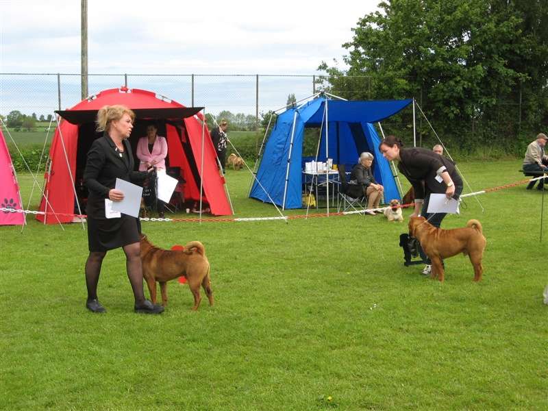 sharpei dag 2019