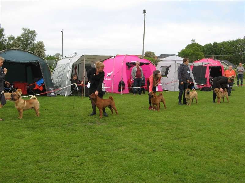 sharpei dag 2019