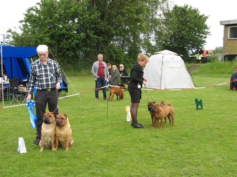 sharpei dag 2019