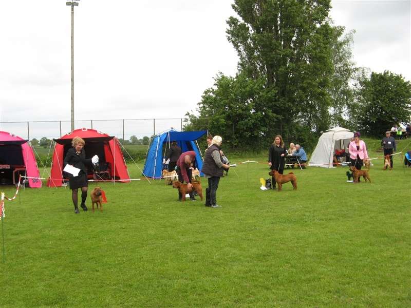 sharpei dag 2019