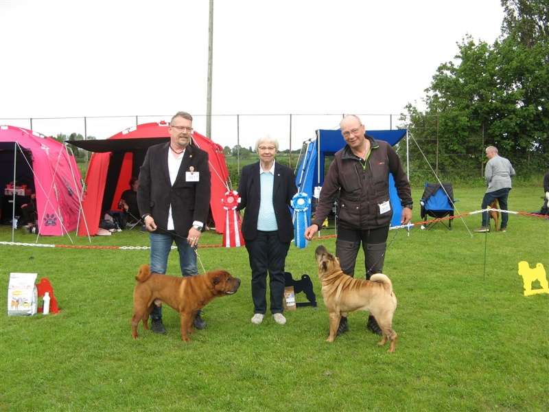 sharpei dag 2019