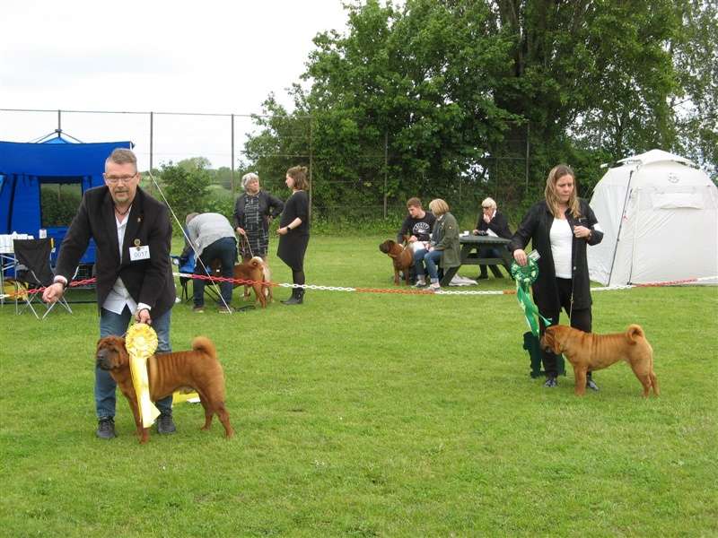 sharpei dag 2019