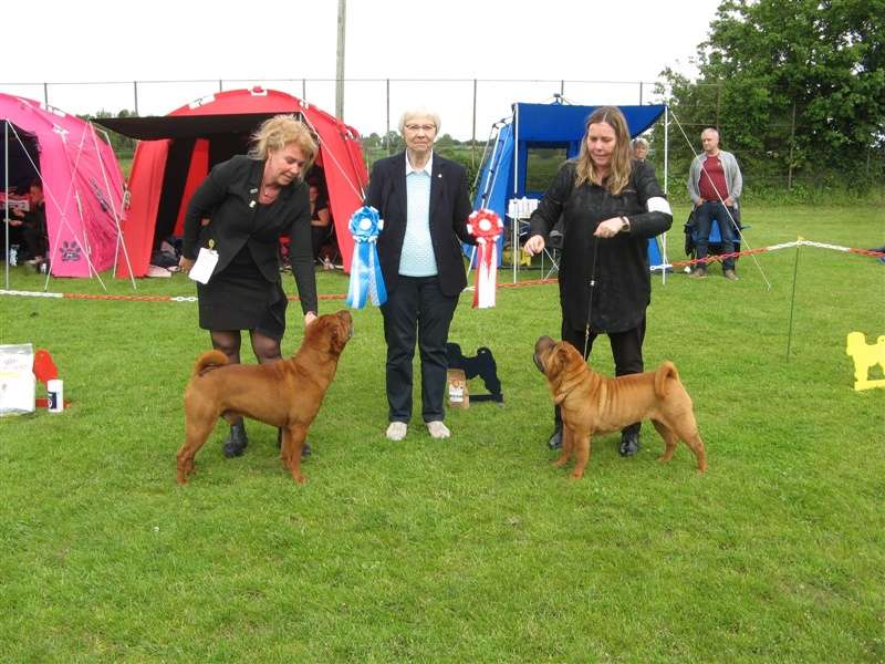 sharpei dag 2019