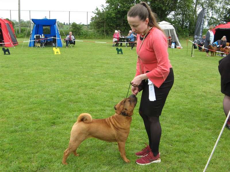 sharpei dag 2019