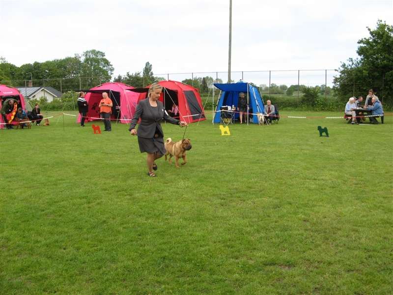 sharpei dag 2019