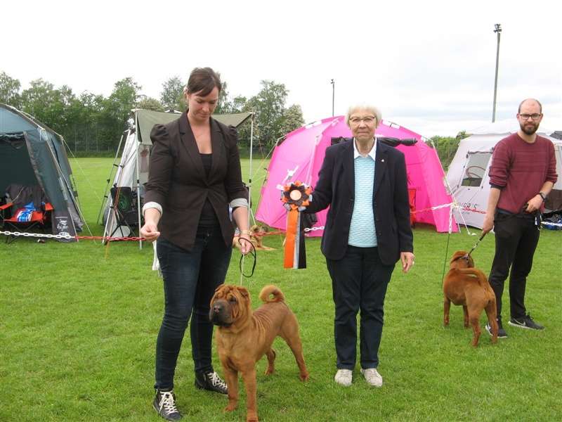 sharpei dag 2019